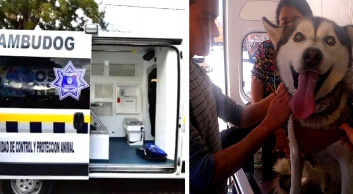Das ist der erste Krankenwagen für Hunde