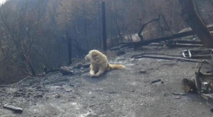 Ein Hund wartet Wochen auf die Rückkehr der Besitzer, obwohl die Flammen das ganze Haus zerstört haben