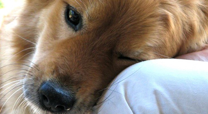 8 Wege, wie dein Hund sagt: “Ich liebe dich”