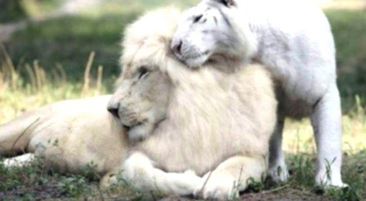 4 “Liger” Welpen kommen auf die Welt, geboren aus der Kreuzung zwischen einem weißen Löwen und einem weißen Tiger