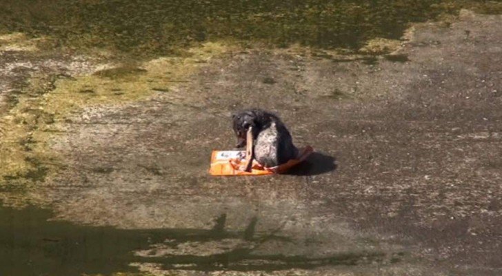 Ein “besonderer” Welpe wird ausgesetzt und in einen Kanal geworfen, aber nach ein paar Tagen beginnt ein neues Leben…