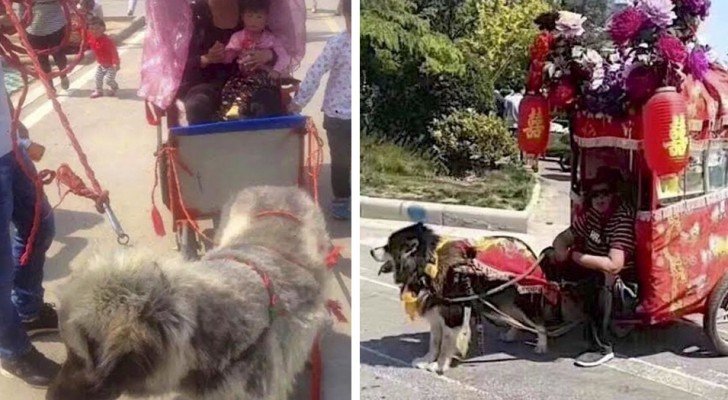 Der absurde Brauch der Hunde-Taxis, die gezwungen sind, Wagen voller Menschen zu transportieren