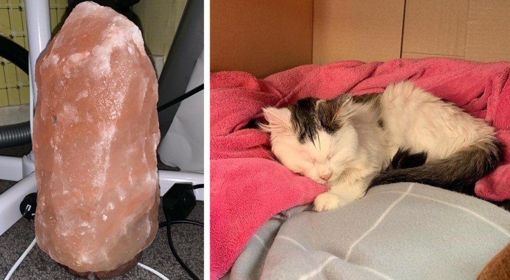 Nachdem eine Katze fast ihr Leben verloren hat, indem sie eine Salzlampe geleckt hat, warnt ein Tierarzt vor möglichen Risiken