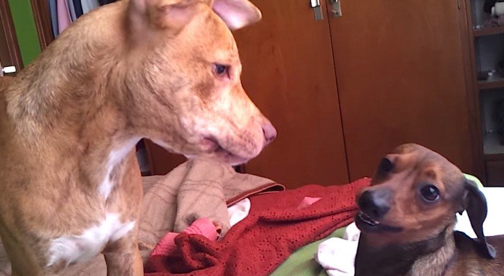 Ein Pitbull und ein Dackel bekommen einen Welpen… und sein Aussehen macht das Internet verrückt