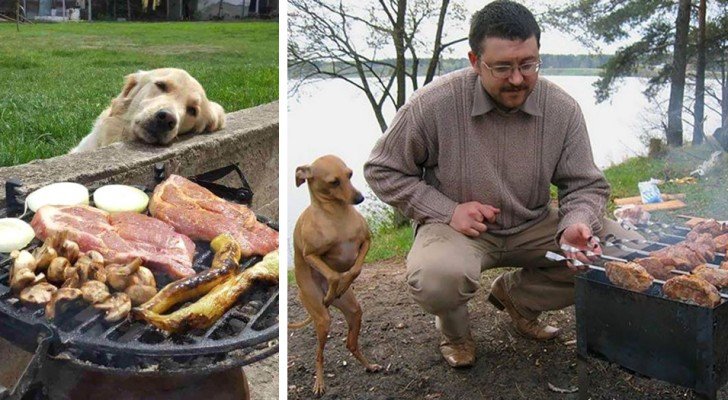 Hunde, die um Essen betteln: 14 lustige Bilder, die Hundebesitzer sofort verstehen werden