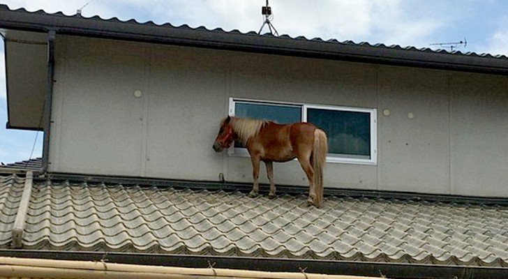 Dieses Pony konnte sich vor der Flut retten, indem es auf das Dach eines Hauses kletterte