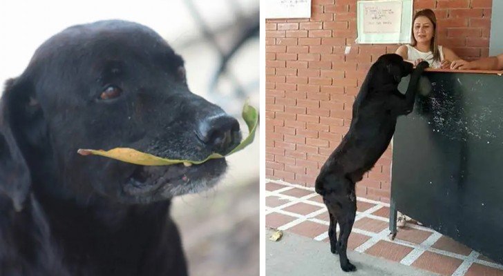 Jeden Tag kauft dieser Hund einen Keks und bezahlt mit einem Blatt