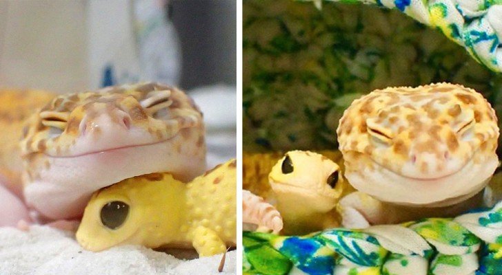 Dieser Gecko hört nicht auf zu lächeln, wenn er in Begleitung seines Gecko-Spielzeugs ist