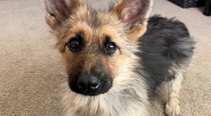 Die Geschichte von Ranger, dem deutschen Schäferhund, der unter Zwergenwuchs leidet und immer ein Welpe bleiben wird