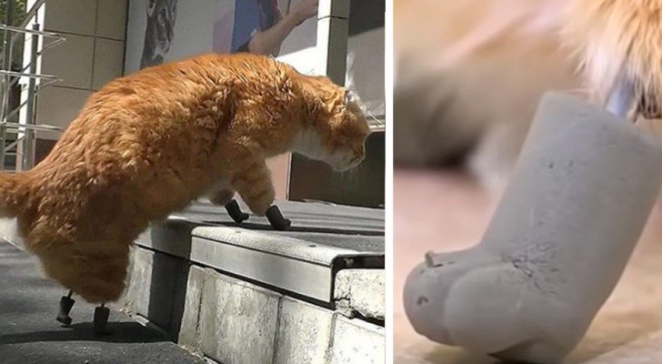 Der Frost beraubte diese kranke Katze ihrer Beine: Jetzt ist sie die erste der Welt, die vier künstliche Pfoten hat