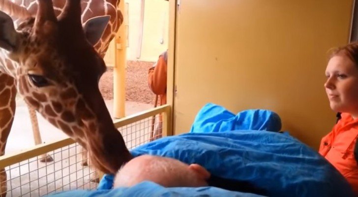 Der Tierpfleger ist krank und diese Giraffe grüßt ihn zum letzten Mal mit einem “Kuss”