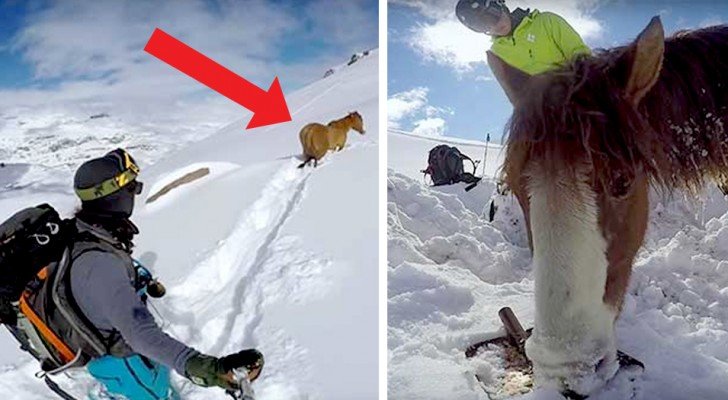 Er trifft auf ein Pferd, das 4 Tage im Schnee steckt und hilft ihm, mit einem Seil ins Tal zu steigen
