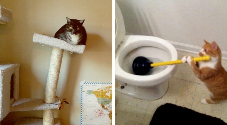 15 selbstironische Katzen aus aller Welt, die euren Tag mit einem Lachen bereichern werden