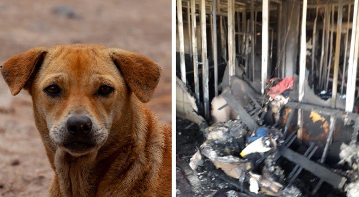Dank der heldenhaften Geste ihres Hundes gelang es dieser Familie auf wundersame Weise, einem Feuer im Haus zu entkommen