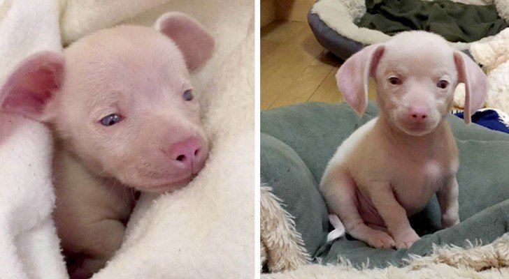 Die Geschichte von Piglet, dem kleinen rosa Hund, der Kindern hilft, Vielfalt aller Art zu akzeptieren