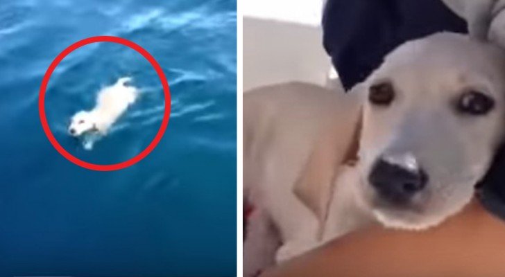 Ein Welpe, der von einem Kreuzfahrtschiff gefallen ist, wird nach stundenlangem Schwimmen im offenen Meer gerettet