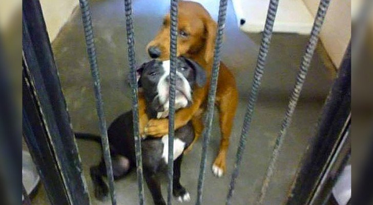 Diese 2 kleinen Hunde umarmen sich verzweifelt: Das Foto bewegt einen Mann, der sie adoptiert