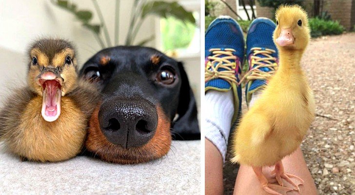 15 schöne Bilder, die die lustigste Seite von Enten zeigen