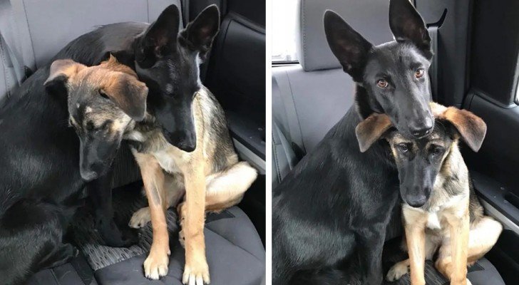 Zwei deutsche Schäferhunde umarmen sich, um Mut zu fassen und warten darauf, adoptiert zu werden