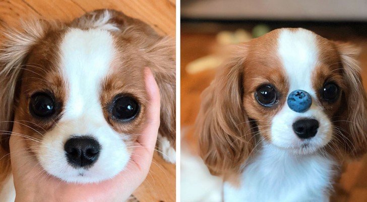 Dieser 2-jährige Hund ist so klein, dass er immer noch wie ein Welpe aussieht