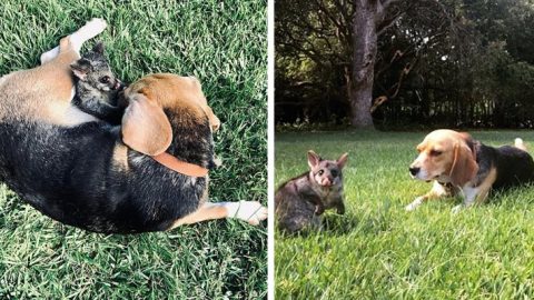 Nachdem sie ihre Welpen verloren hat, “adoptiert” diese Beagle-Mutter ein Opossum: Die beiden sind unzertrennlich