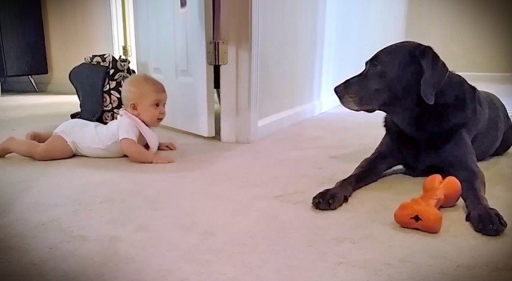 Ein Baby lernt krabbeln und der Hund belohnt es dafür