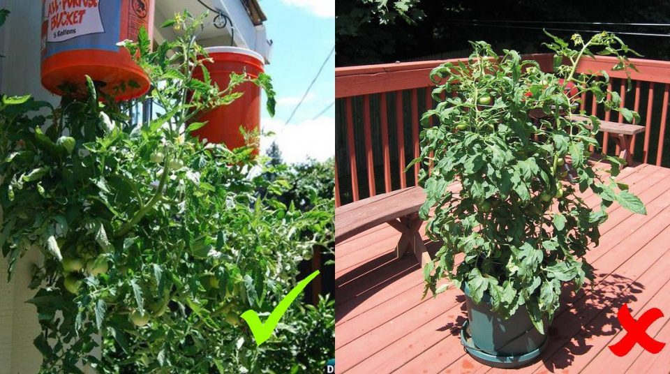 10 Fehler beim Tomaten ziehen und Tipps, wie’s richtig geht