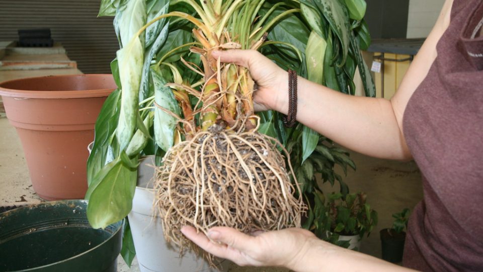 Schimmel auf Blumenerde: 4 Tipps, die Zimmerpflanzen retten