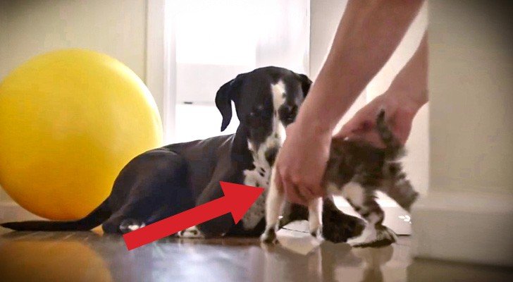 Am Anfang ist die Reaktion des Hundes nicht die beste, doch das Finale ist überraschend