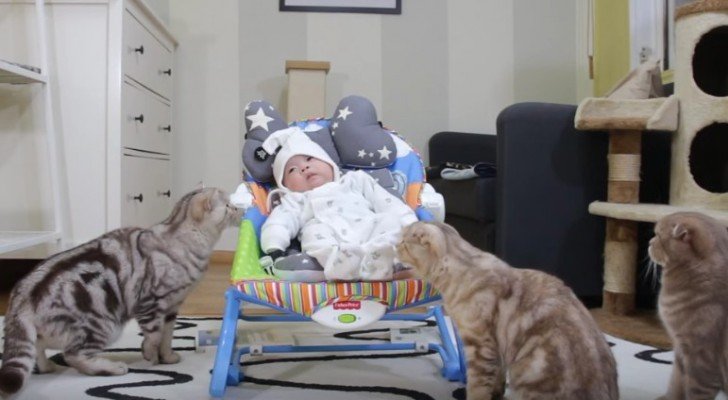 Das Baby kommt nach Hause. Die Reaktion der 5 Katzen ist süß
