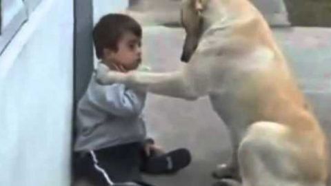 Hunde sind die besseren Menschen…