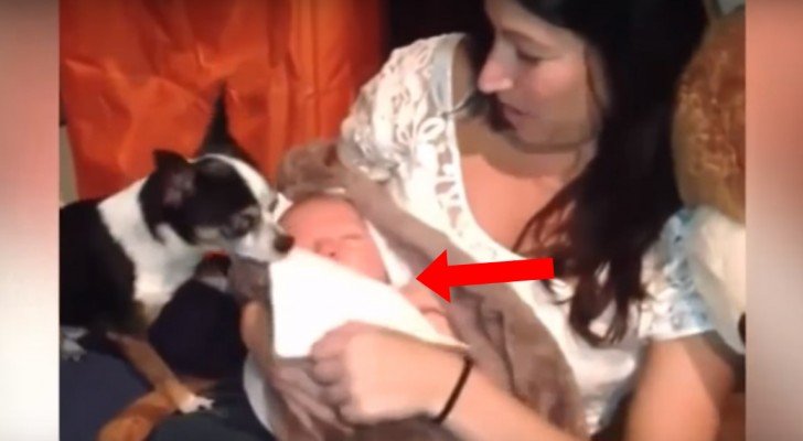 Ein Hund bemerkt, dass das Baby schläft… So süß