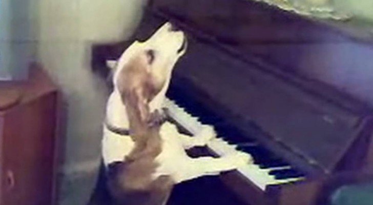 Ein Hund setzt sich ans Klavier: Was er macht, geht über das Vorstellungsvermögen hinaus