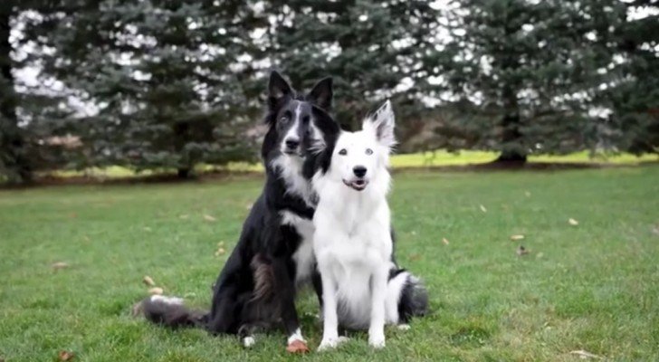 Das Mädchen will ihre zwei Hunde fotografieren. Behaltet den schwarzen im Auge