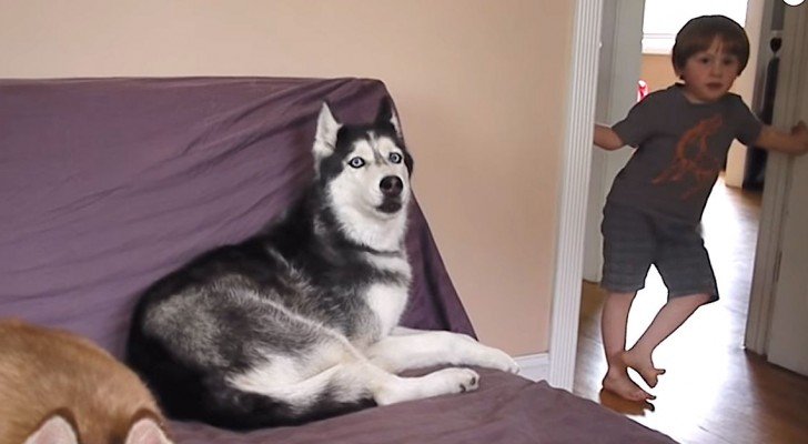 Der Vater sagt, dass er Kartoffeln zum Abendessen macht. Die Reaktion des Huskys lässt ihn sprachlos zurück
