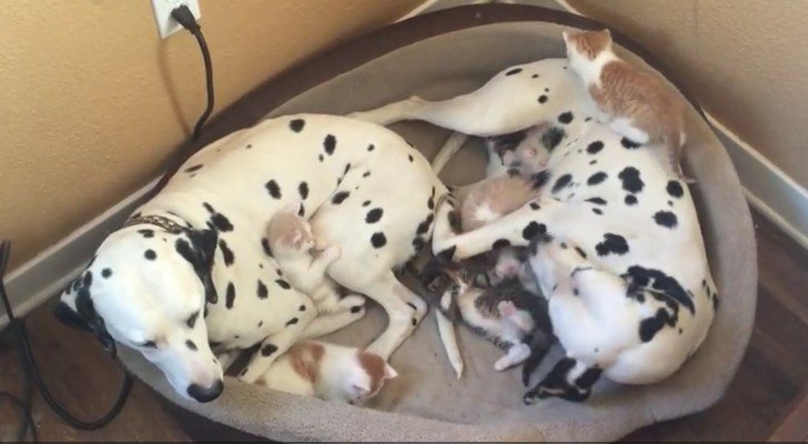 Ein Dalmatinerpaar adoptiert 5 kleine Racker… Schaut mal genau hin