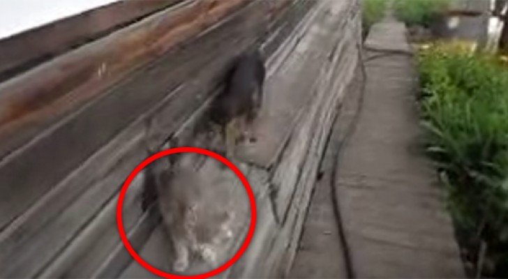 Sie befiehlt dem Hund, die Katze ins Haus zu bringen: Was dann passiert, ist seltsam