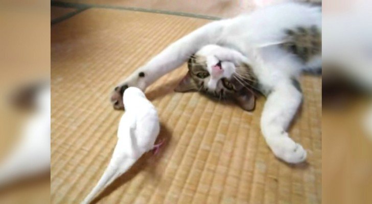 Ein Sittich nähert sich einer Katze… Aber die Reaktion ist nicht die, die ihr erwartet