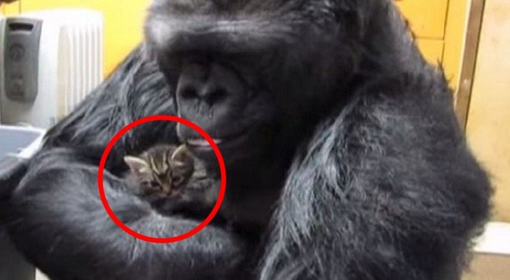 Ein Gorilla nimmt eine Katze in den Arm.. Was er dann macht, ist süß