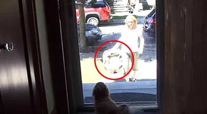 Die Mutter kommt mit dem neuen Baby nach Hause… Die Begrüßung des Hundes ist süß