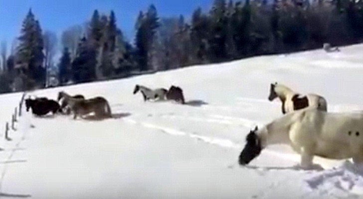 Als sie die Pferde im Schnee frei lassen, können sie diesem Spektakel zusehen