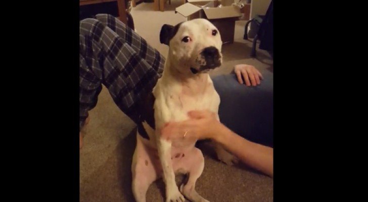 Sie kratzt ihm die Brust. Als sie aufhört, reagiert der Hund auf unglaubliche Weise