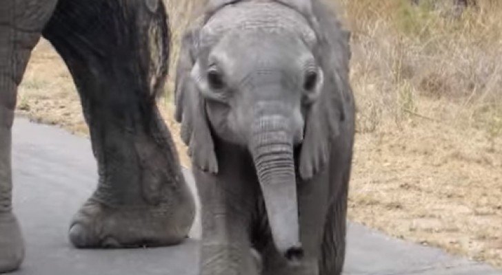 Der kleine Elefant nähert sich den Touristen… Die Geste der Mutter wird euch überraschen