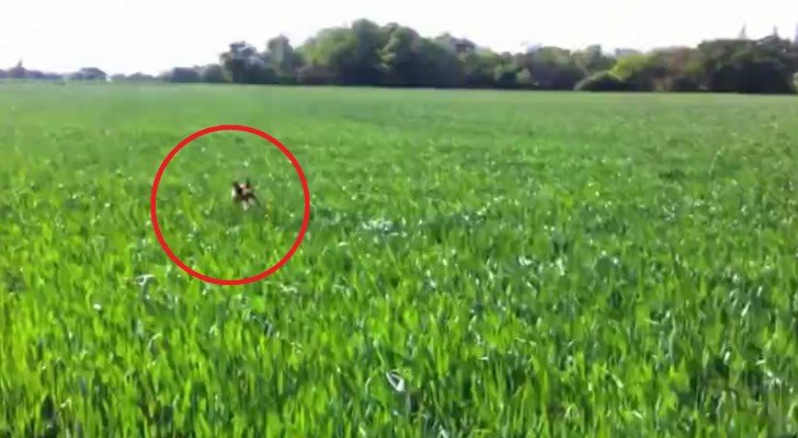 Ein Hund muss eine Wiese mit hohem Gras überqueren. Wie er es macht, ist sehr witzig