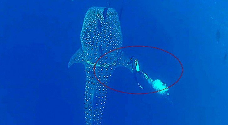Ein Taucher entdeckt etwas seltsames an einem großen Hai. In wenigen Sekunden befreit er ihn davon