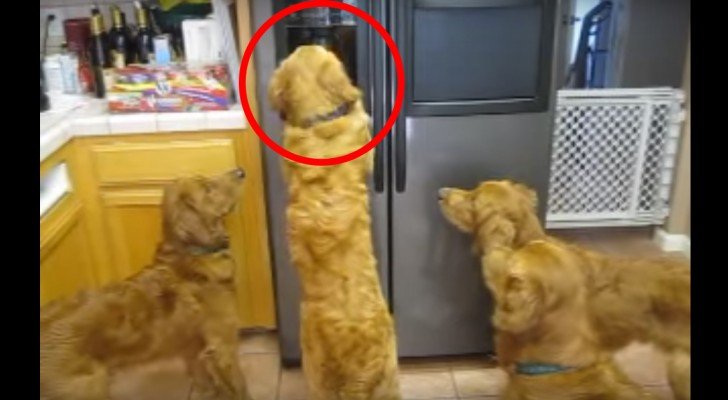 Diese Hunde haben entdeckt, wie die Eismaschine funktioniert. Und sie denken an nichts anderes mehr