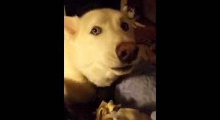 Ein Husky singt mit seinem Besitzer, aber wenig später kommt das große Finale