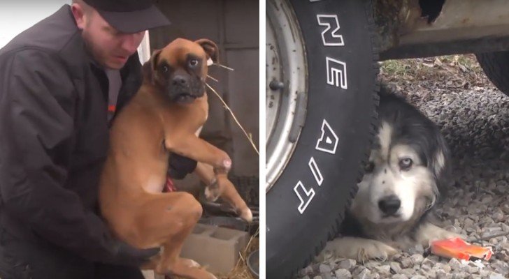 43 Hunde werden aus einer illegalen Zucht befreit… Hier die bewegendsten Momente