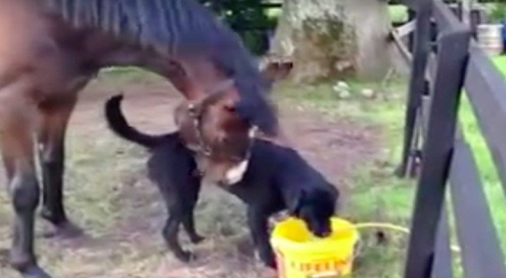 Sie adoptieren einen Hund, aber denken nicht daran, dass dann so etwas folgt