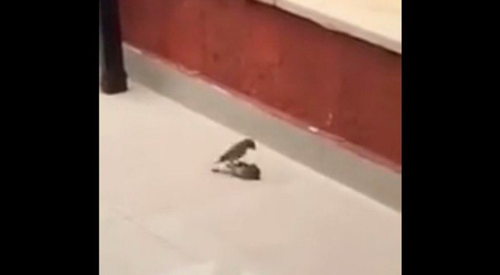 Ein Vogel gibt nicht auf: Schaut mal, wie er seinen Freund wieder zum Leben erweckt